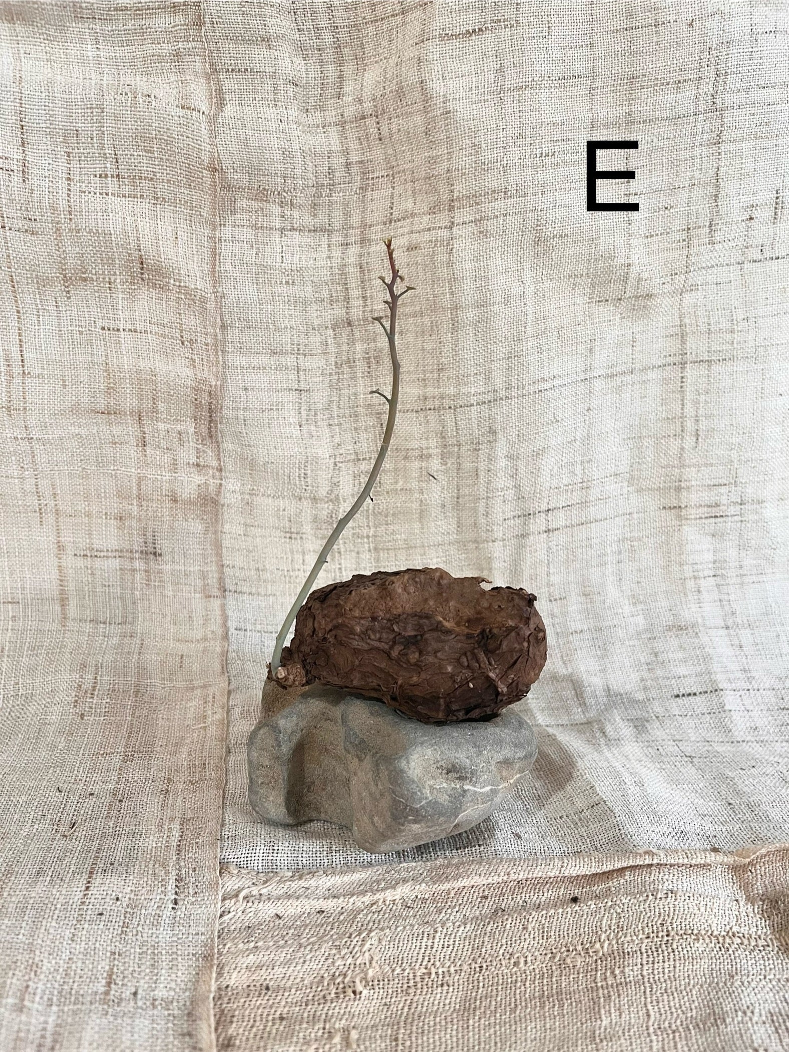 Stephania nova - Mipa's pots and plants