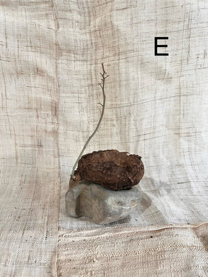 Stephania nova - Mipa's pots and plants