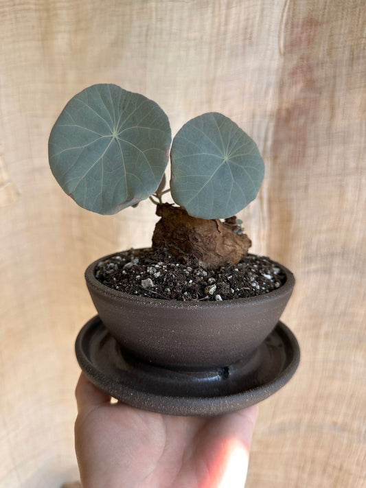 Stephania nova w/ caudex planter - Mipa's pots and plants