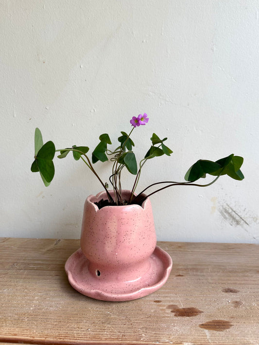 Tulips planter w/ oxalis garnet - Mipa's pots and plants