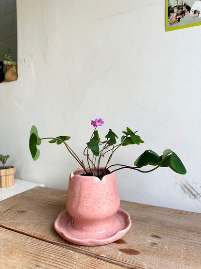 Tulips planter w/ oxalis garnet - Mipa's pots and plants