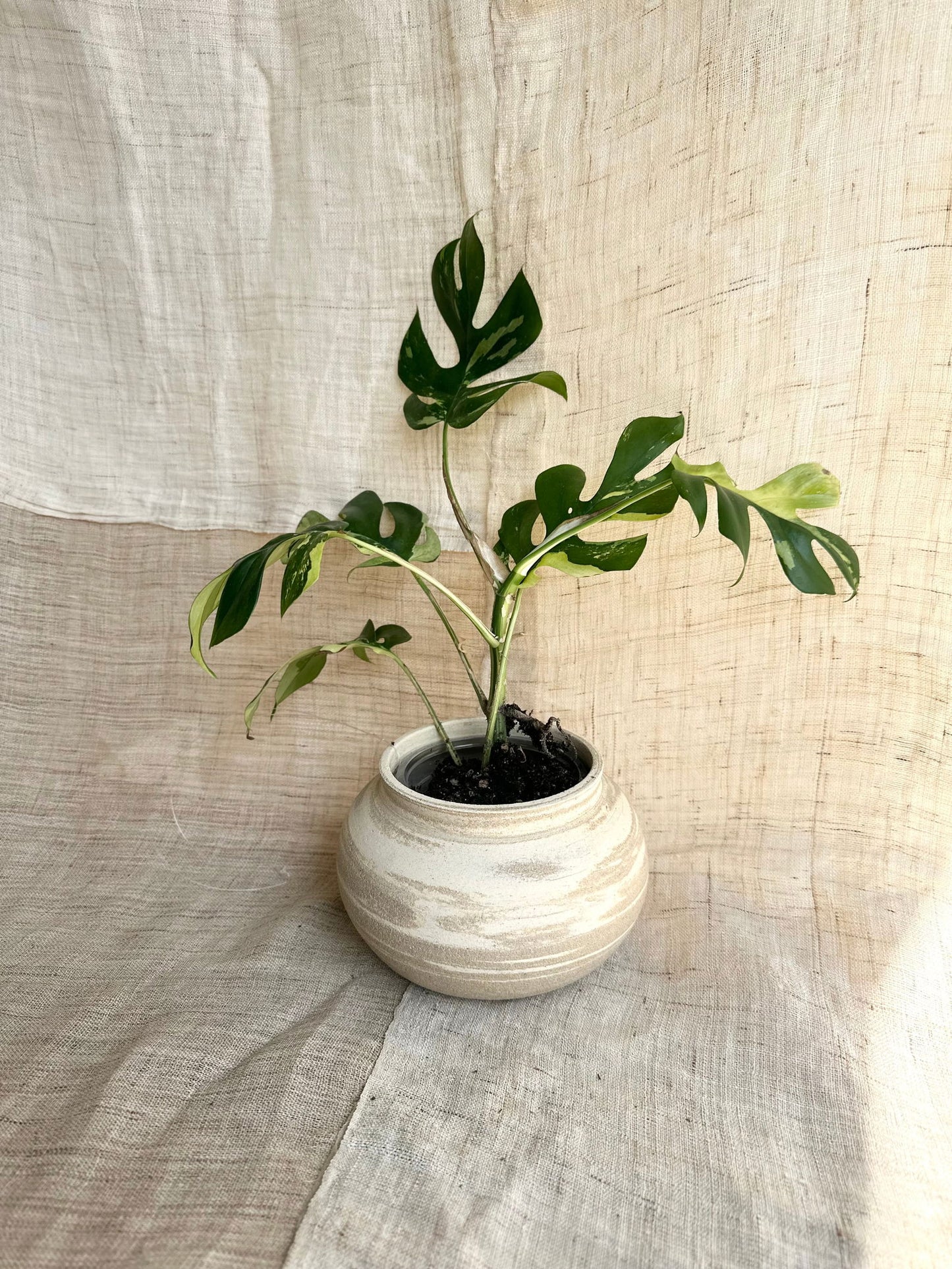 Variegated mini monstera w/ mud moonjar planter - Mipa's pots and plants