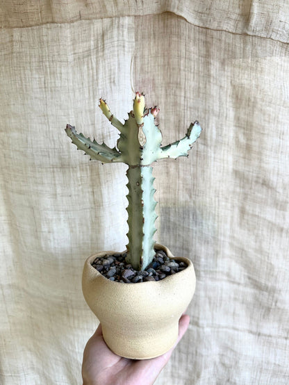 White ghost cactus w/ flower planter - Mipa's pots and plants