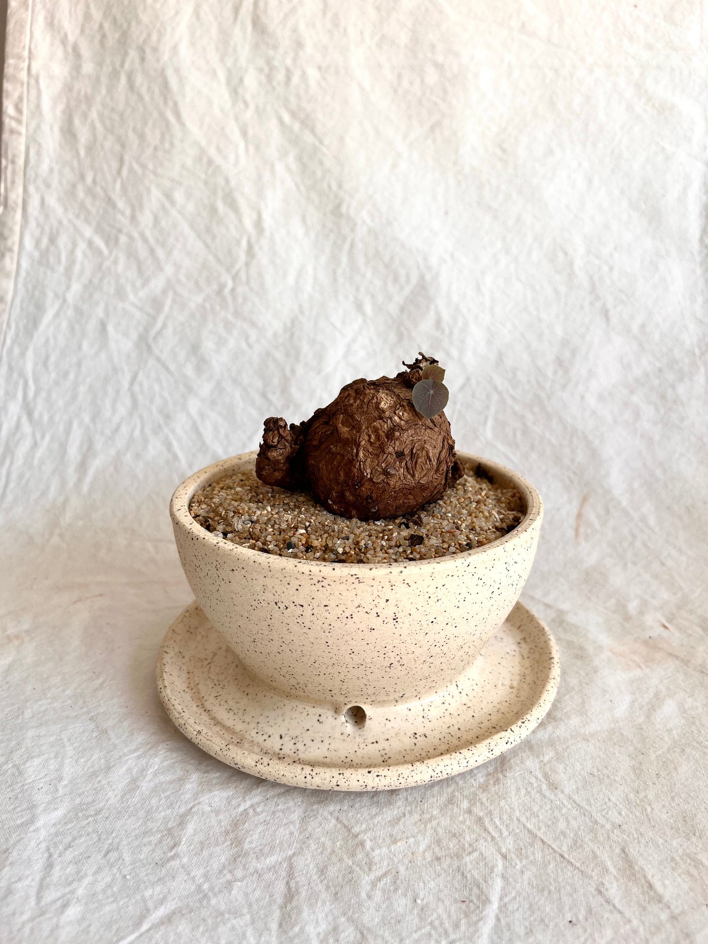 (Pre-order) caudex planter