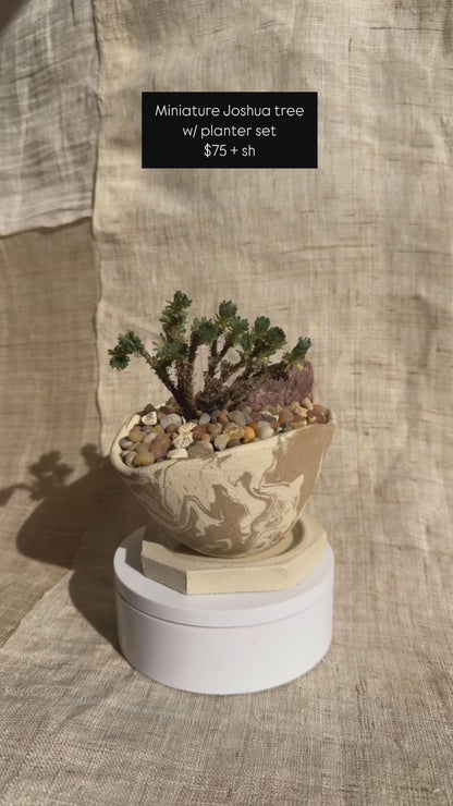 Miniature Joshua tree w/ planter set