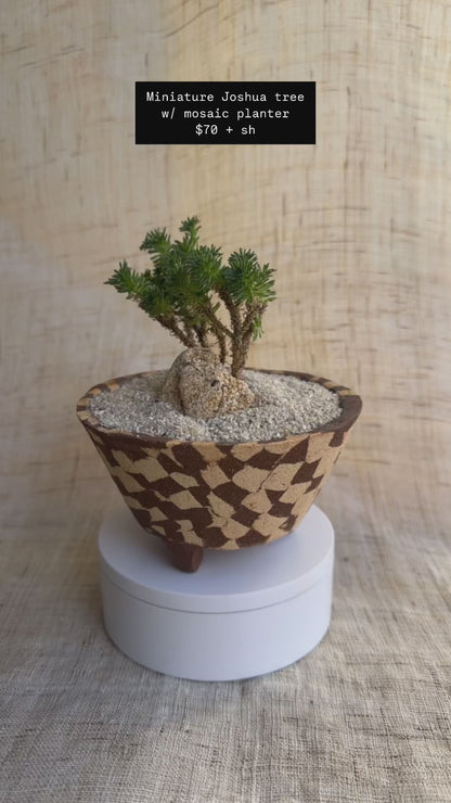 Miniature Joshua tree w mosaic planter