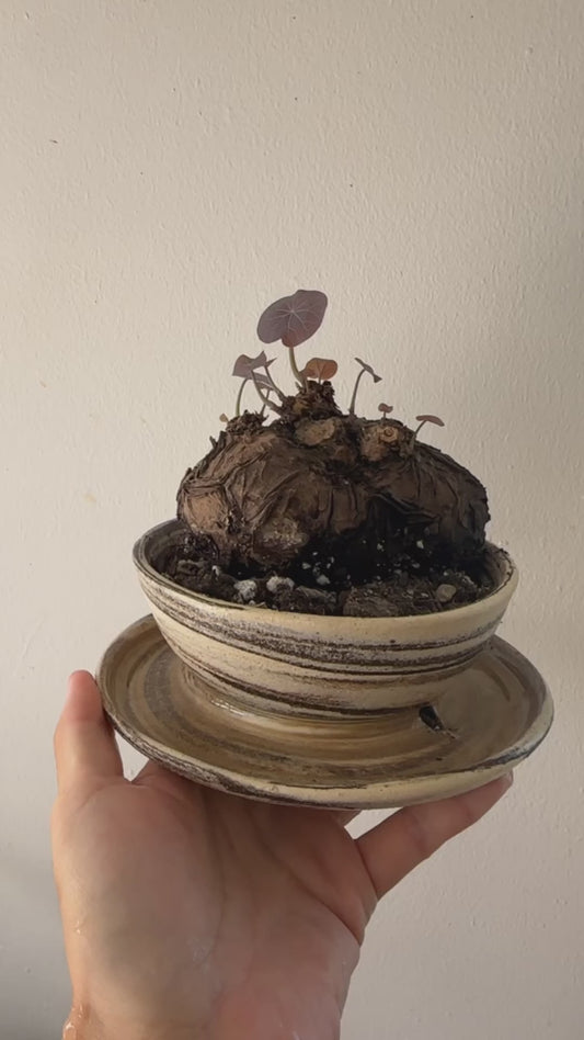 Stephania nova + Stephania erecta