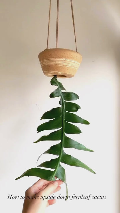 Fern leaf cactus w/ sandstorm hanging planter