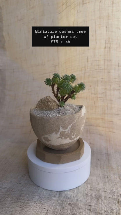 Mini Joshua tree w/ planter set