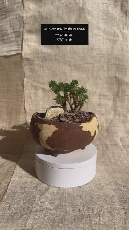 Miniature Joshua tree w/ planter