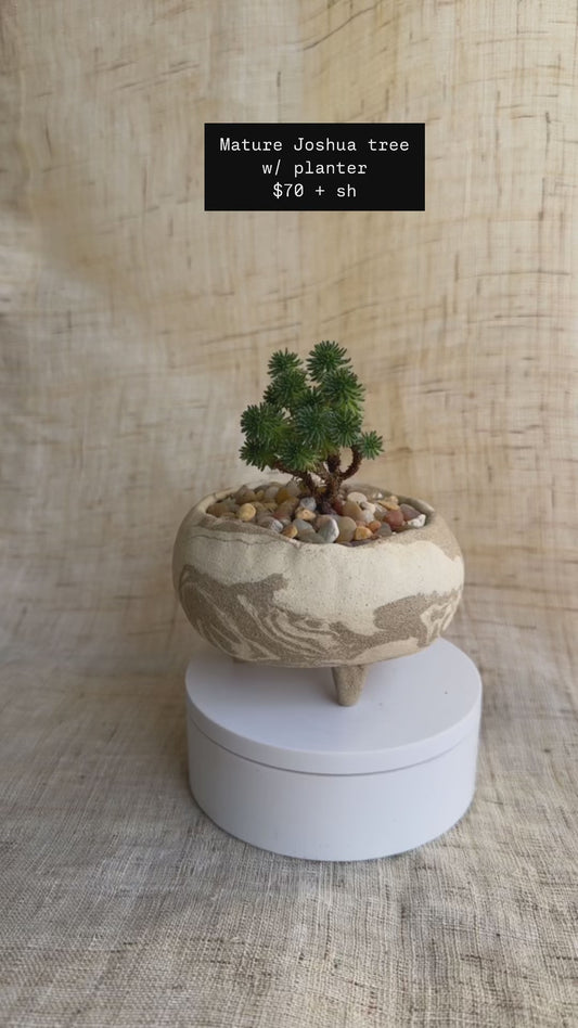 Miniature Joshua tree + planter