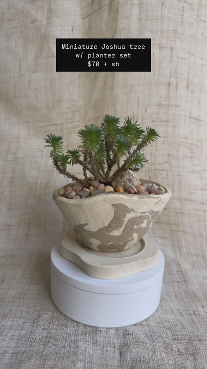 Miniature Joshua tree w/ planter set