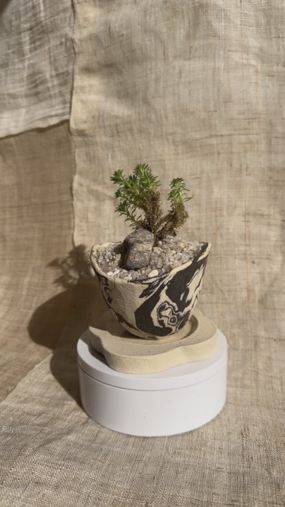 Miniature Joshua tree w/ planter set