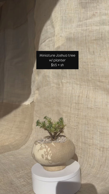 Miniature Joshua tree w/ planter