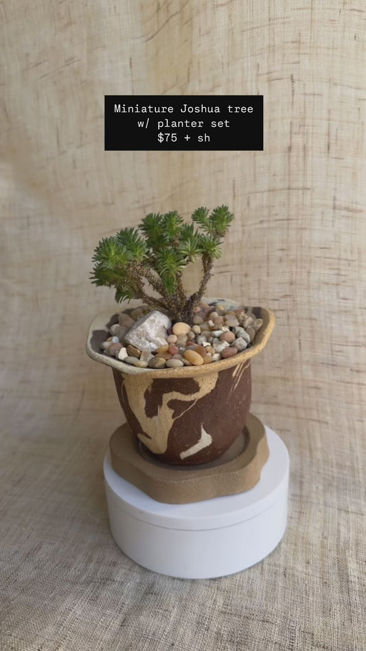 Miniature Joshua tree w/ planter set