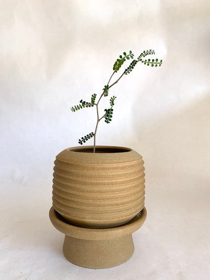 13 Planter + pedestal saucer set